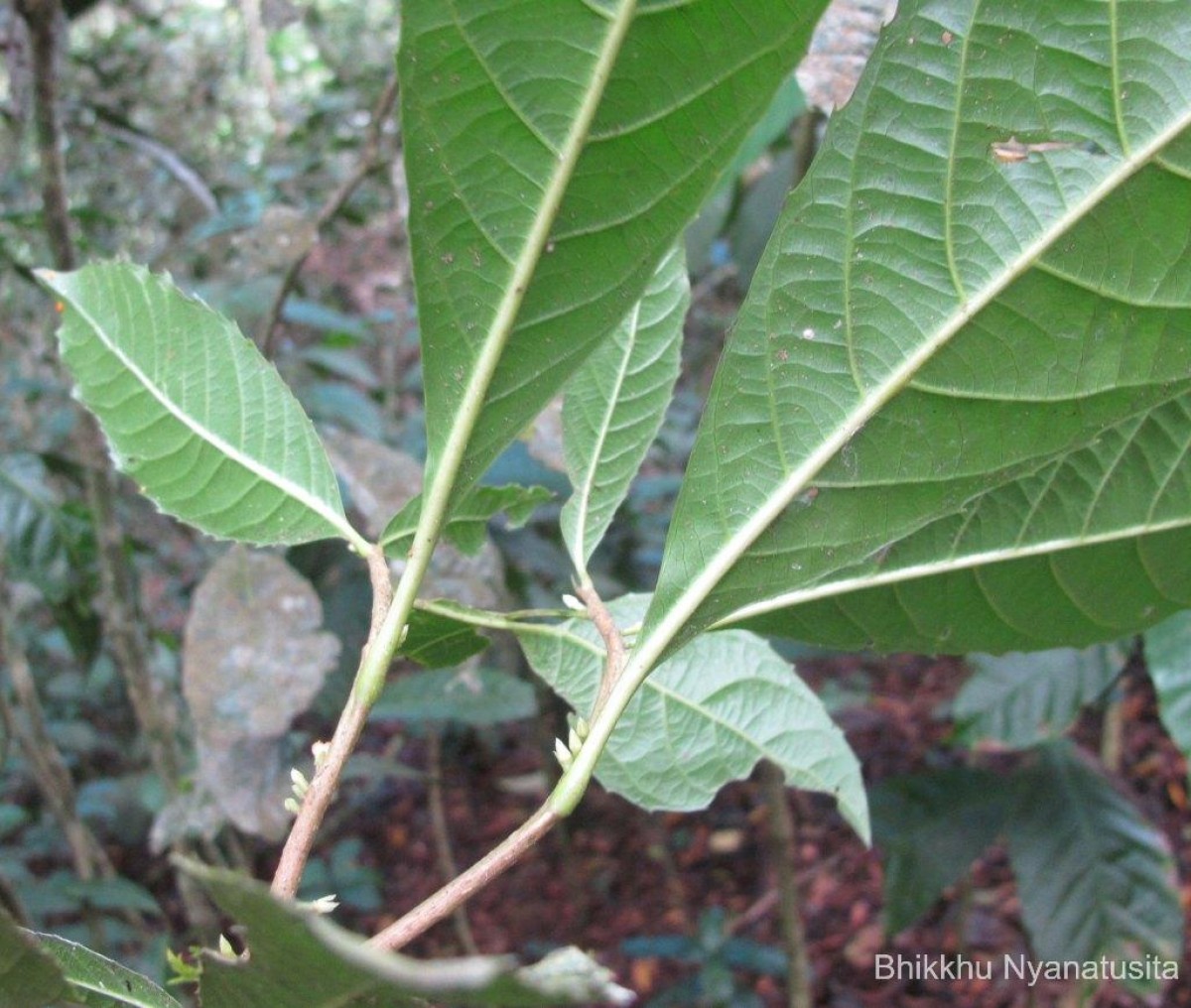 Agrostistachys indica Dalzell